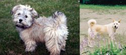 Havapoo vs Pungsan Dog - Breed Comparison