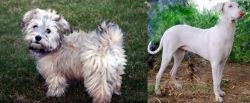  vs Rajapalayam - Breed Comparison