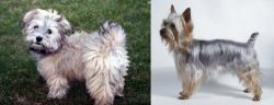 Havapoo vs Silky Terrier - Breed Comparison
