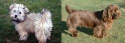 Havapoo vs Sussex Spaniel - Breed Comparison