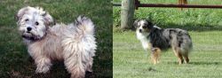  vs Toy Australian Shepherd - Breed Comparison
