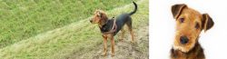 Hellenic Hound vs Airedale Terrier - Breed Comparison