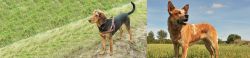 Hellenic Hound vs Australian Red Heeler - Breed Comparison