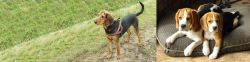 Hellenic Hound vs Beagle - Breed Comparison