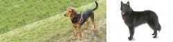 Hellenic Hound vs Belgian Shepherd - Breed Comparison