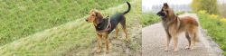 Hellenic Hound vs Belgian Shepherd Dog (Tervuren) - Breed Comparison