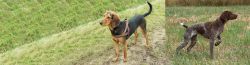 Hellenic Hound vs Braque Francais - Breed Comparison