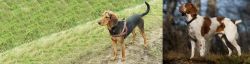 Hellenic Hound vs Brittany - Breed Comparison
