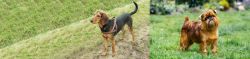 Hellenic Hound vs Brussels Griffon - Breed Comparison