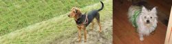 Hellenic Hound vs Cairland Terrier - Breed Comparison