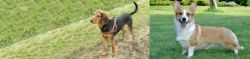 Hellenic Hound vs Cardigan Welsh Corgi - Breed Comparison