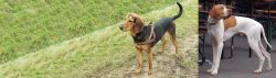 Hellenic Hound vs English Pointer - Breed Comparison