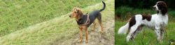 Hellenic Hound vs French Spaniel - Breed Comparison