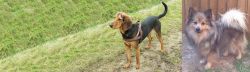 Hellenic Hound vs German Spitz (Mittel) - Breed Comparison
