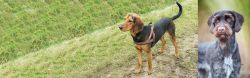 Hellenic Hound vs German Wirehaired Pointer - Breed Comparison