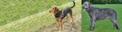Hellenic Hound vs Irish Wolfhound - Breed Comparison