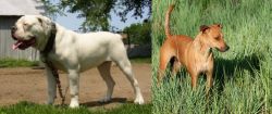 Hermes Bulldogge vs Africanis - Breed Comparison