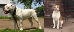 Hermes Bulldogge vs Alapaha Blue Blood Bulldog - Breed Comparison