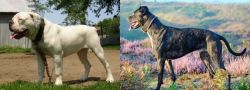 Hermes Bulldogge vs Alaunt - Breed Comparison