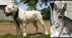 Hermes Bulldogge vs American Hairless Terrier - Breed Comparison