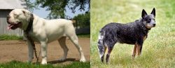 Hermes Bulldogge vs Austrailian Blue Heeler - Breed Comparison
