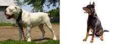Hermes Bulldogge vs Beauceron - Breed Comparison
