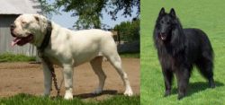 Hermes Bulldogge vs Belgian Shepherd Dog (Groenendael) - Breed Comparison