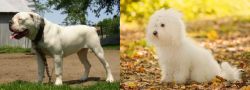 Hermes Bulldogge vs Bichon Bolognese - Breed Comparison