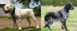 Hermes Bulldogge vs Blue Picardy Spaniel - Breed Comparison