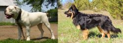 Hermes Bulldogge vs Bohemian Shepherd - Breed Comparison