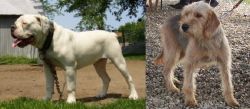 Hermes Bulldogge vs Bosnian Coarse-Haired Hound - Breed Comparison