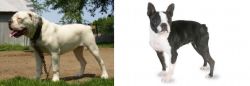 Hermes Bulldogge vs Boston Terrier - Breed Comparison