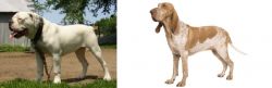 Hermes Bulldogge vs Bracco Italiano - Breed Comparison