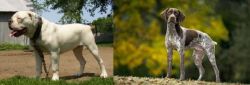 Hermes Bulldogge vs Braque Francais (Gascogne Type) - Breed Comparison