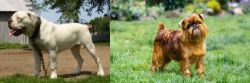 Hermes Bulldogge vs Brussels Griffon - Breed Comparison
