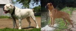 Hermes Bulldogge vs Bullmastiff - Breed Comparison