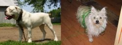 Hermes Bulldogge vs Cairland Terrier - Breed Comparison