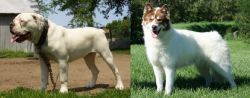 Hermes Bulldogge vs Canadian Eskimo Dog - Breed Comparison