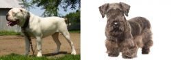 Hermes Bulldogge vs Cesky Terrier - Breed Comparison