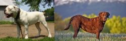 Hermes Bulldogge vs Chesapeake Bay Retriever - Breed Comparison