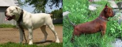 Hermes Bulldogge vs Chinese Chongqing Dog - Breed Comparison