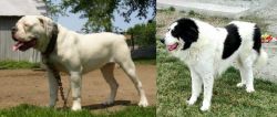 Hermes Bulldogge vs Ciobanesc de Bucovina - Breed Comparison