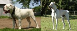 Hermes Bulldogge vs Cretan Hound - Breed Comparison