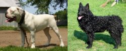 Hermes Bulldogge vs Croatian Sheepdog - Breed Comparison