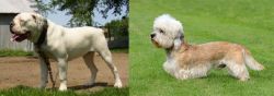 Hermes Bulldogge vs Dandie Dinmont Terrier - Breed Comparison