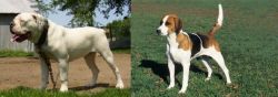 Hermes Bulldogge vs English Foxhound - Breed Comparison