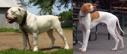 Hermes Bulldogge vs English Pointer - Breed Comparison