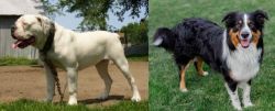 Hermes Bulldogge vs English Shepherd - Breed Comparison