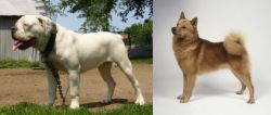 Hermes Bulldogge vs Finnish Spitz - Breed Comparison