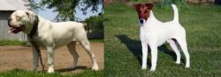 Hermes Bulldogge vs Fox Terrier (Smooth) - Breed Comparison